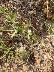 Pectocarya heterocarpa