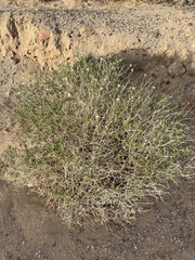 Pectocarya heterocarpa