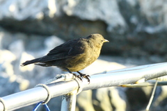 Cinclodes antarcticus