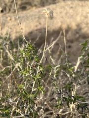 Pectocarya heterocarpa