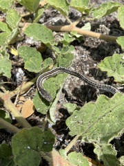 Pseudalsophis biserialis eibli