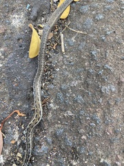 Pseudalsophis biserialis eibli