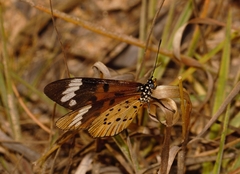 Acraea encedon encedon