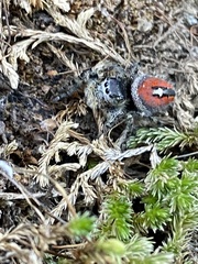 Phidippus phoenix
