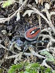 Phidippus phoenix