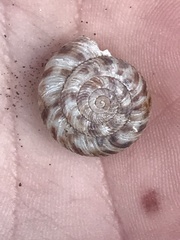 Anguispira strongylodes