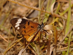 Acraea encedon encedon