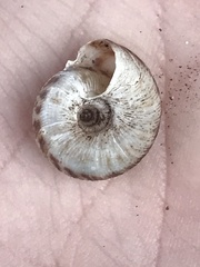 Anguispira strongylodes