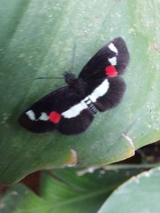 Paramimus stigma stanna