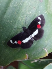 Paramimus stigma stanna