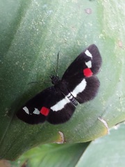 Paramimus stigma stanna