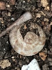 Anguispira strongylodes