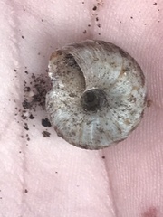 Anguispira strongylodes