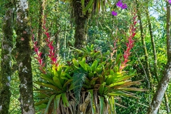 Vriesea philippocoburgi