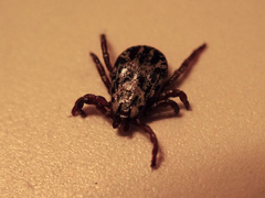 Dermacentor andersoni