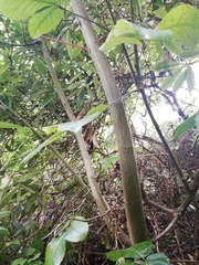 Pseudopanax colensoi