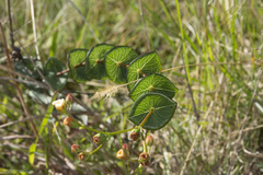 Hypericum connatum