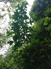 Pseudopanax colensoi