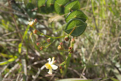 Hypericum connatum