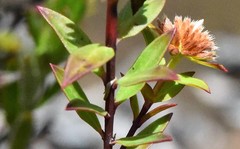 Pimelea glauca