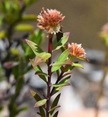 Pimelea glauca