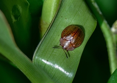 Chelymorpha indigesta
