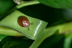 Chelymorpha indigesta