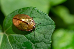 Chelymorpha indigesta