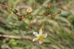 Hypericum connatum
