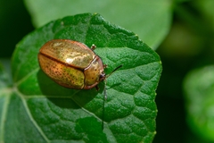 Chelymorpha indigesta