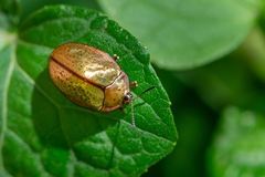 Chelymorpha indigesta