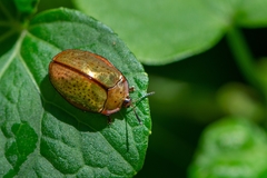Chelymorpha indigesta