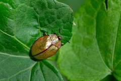 Chelymorpha indigesta
