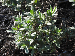 Eriodictyon crassifolium