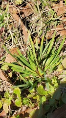 Sisyrinchium rosulatum