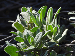 Eriodictyon crassifolium