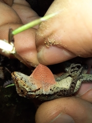 Anolis tropidolepis