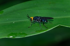 Cyphomyia wiedemanni