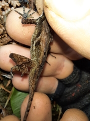 Anolis tropidolepis