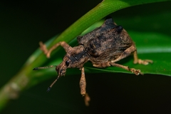 Rhigus vespertilio