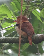 Bucco capensis