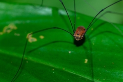 Holcobunus nigripalpis