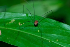 Holcobunus nigripalpis