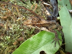 Anolis tropidolepis