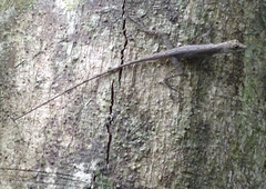 Anolis fuscoauratus