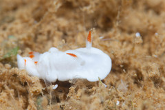 Verconia simplex