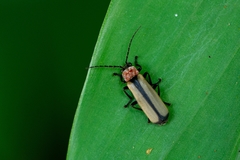 Discodon cinctum