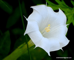 Datura innoxia