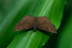 Bolla catharina