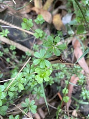 Asperula euryphylla
